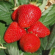 Gourmet-Erdbeere Mara de Bois Erdbeeren 15 Samen winterhart