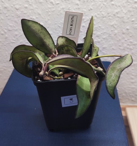 Hoya rosita bewurzelte - rosita,