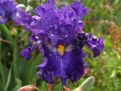Schwertlilie iris soul - /,