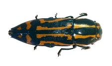 Coleoptera buprestidae - coleoptera,,