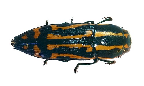 Coleoptera buprestidae - coleoptera,,