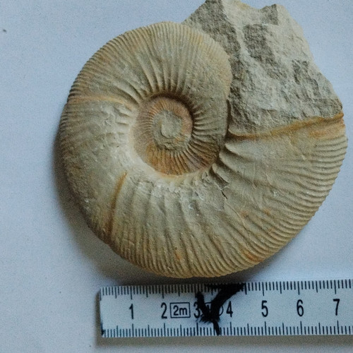 Ammonit tierfossil auf - ammonit-tierfossil,