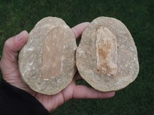 Pflanzenfossilien (Steinhardter Erbse - Holz))  aus Steinhardt, Bad Sobernheim