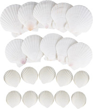 Muscheln Natürliche