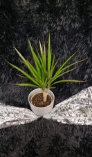 Drachenbaum / Dracaena ca. 30 cm / Palme / Zimmerpflanze