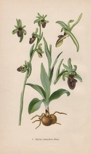 Ophrys araneola - Kleine Spinnen-Ragwurz CHROMOLITHOGRAPHIE von 1904 Orchideen