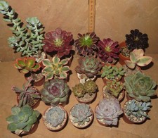 20er Verschiedene Sukkulenten Echeveria Aeonium Culture Plants EB-FP