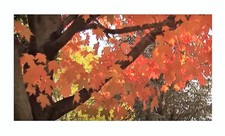 15x Ahorn saccharum Zucker Baum Bonsai Garten Pflanzen - Samen B511