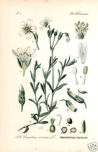 Acker hornkraut cerastium - acker-hornkraut, (cerastium