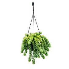 Sedum morganianum 'Burrito' - Affenschaukel - 14cm Ampeltopf hängende Sukkulente