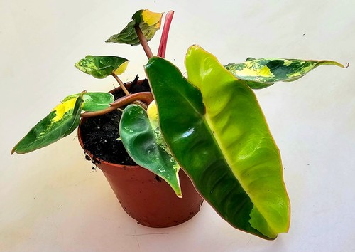 Sehr schöne philodendron - schöne,