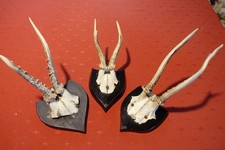 3 Rehkrickerl auf Trophäenbrettern - Krucken vom Reh - Rehgeweihe - Krickerl