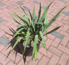 Yucca filamentosa  Gruppe