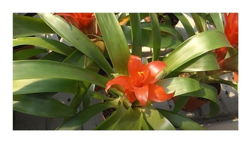 10x guzmania lingulata - 10x,