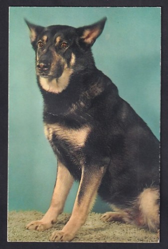 Geräusch sitzender hund - sitzender,