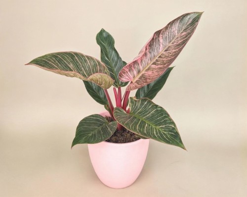 Philodendron pink bikini - bikini, –