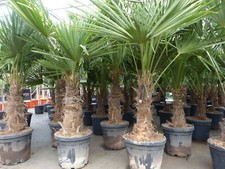 XL Stämme Palme winterhart 140-180 cm Trachycarpus fortunei, Hanfpalme