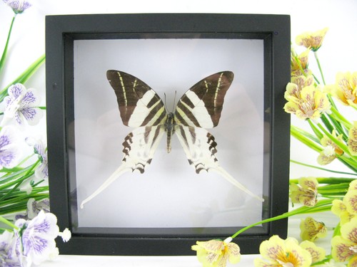 Giant swordtail wunderschöner - giant,