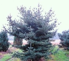 Pinus parviflora Brevifolia -