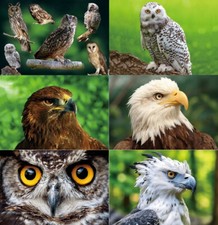 3D Ansichtskarte Greifvögel Eule Adler Postkarte Wackelkarte Hologrammkarte Bild