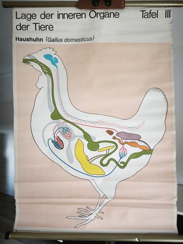 Schulwandkarte rollkarte - schulwandkarte,