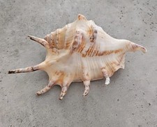 Große Muschel Deko Maritim Hochzeit Aquarium 