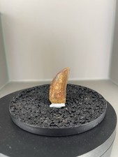 Carcharodontosaurus  Zahn /