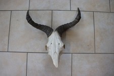 Trophäe Antilope