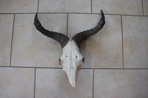 Trophäe antilope - trophäe,