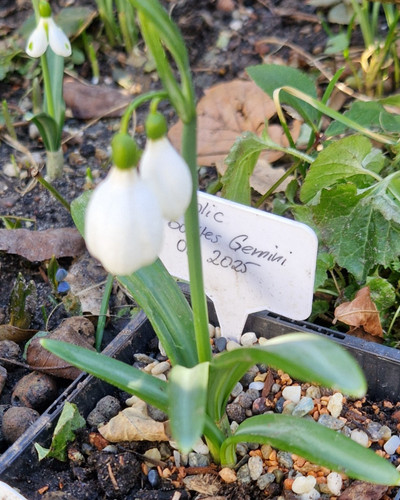 Galanthus plicatus bowles - plicatus, ‘bowles