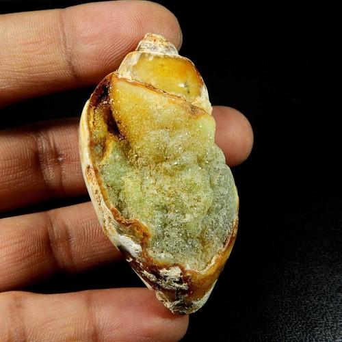 Natürliche schnecke fossil - schnecke,