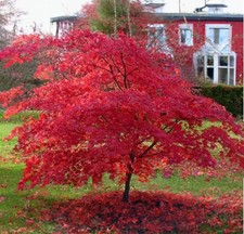 Roter Fächerahorn ATROPURPUREUM 30-50 cm im Container