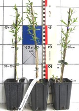 Salix alba "Tristis"   -  die