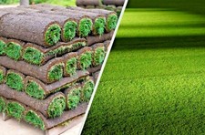 ROLLRASEN (Schattenrasen)