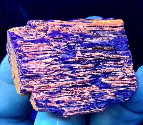 Versteinertes holz - versteinertes,