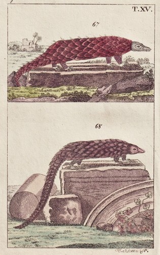 Schuppentier pangolin