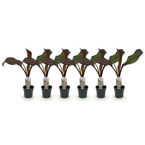 Ensete ventricosum maurelli - 6x,