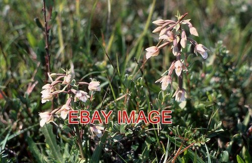 Foto sumpf helleborine - sumpf,