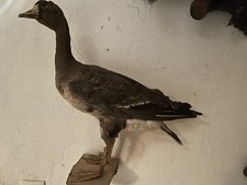 Tierpräparat Ente, (ausgestopfte Ente (Erpel)