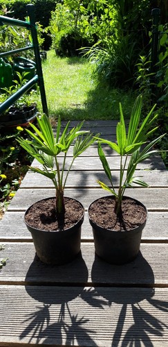 Trachycarpus wagnerianus - 2,