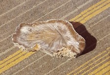 Versteinertes Holz mit einer polierten Seite, ansonsten Rohzustand