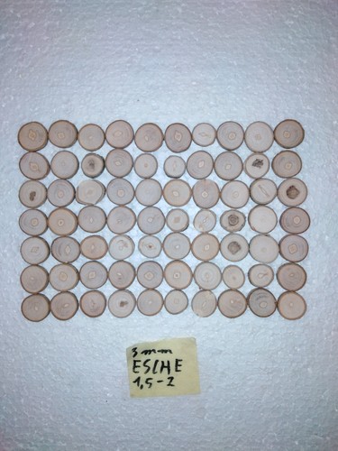 Baumscheiben esche 2 - esche,