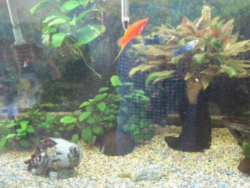 Aqwarium komplett mit fische - aqwarium,