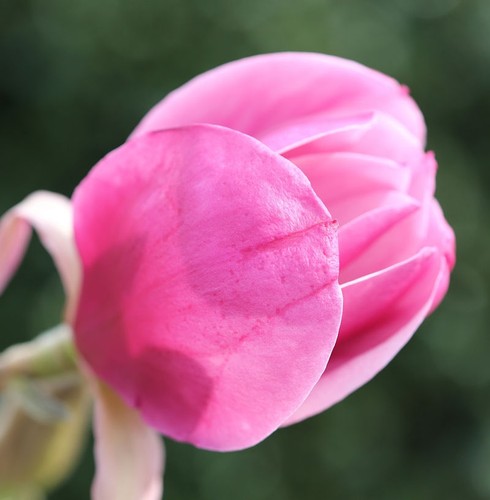 Hochstamm magnolie sweet - magnolie,