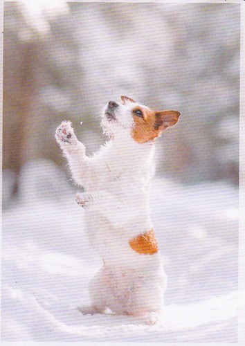 Jack russell terrier - *,