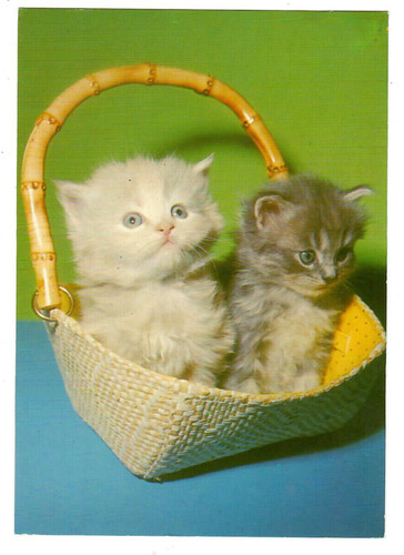 Katzen katzenbabys im - katzen,,