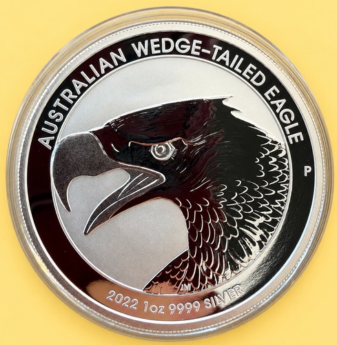 Australien wedge tailed eagle - wedge-tailed,