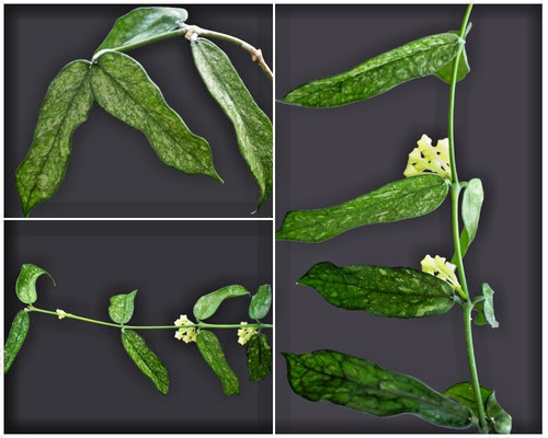 Hoya pandurata splash
