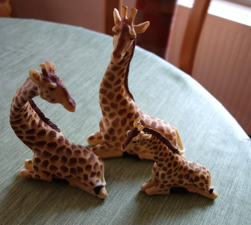 Giraffenfamilie giraffen - giraffenfamilie,, 3