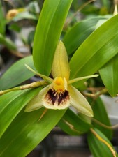 Orchidee, Gelb, Coelogyne  fimbriata, schöne Pflanze im Topf